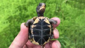 آموزش زبان انگلیسی کودک | لاک پشت میشه Turtle