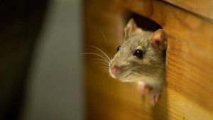 پکیج اموزش زبان انگلیسی کودک | به موش میگیم Mouse